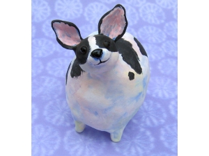 Black and White Chihuahua