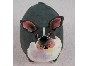 Boston Terrier