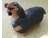 dachshound_tri_color.jpg